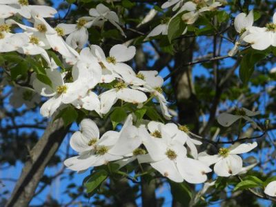 Transplanting a Dogwood Tree Image